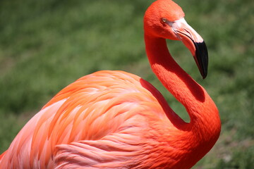 Obraz premium Flamingo