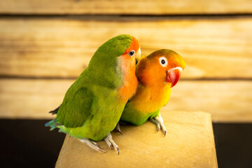 Two multi-colored inseparable parrots on a wooden background.