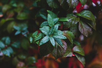 Fresh green leaves soaked in rain