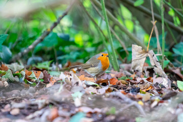 red robin bird in the woods on the ground