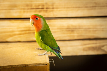 Green parrot on a wooden background.