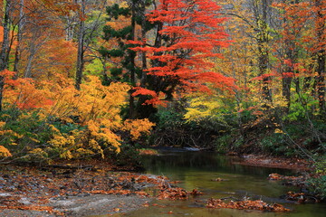 紅葉の桃洞渓谷