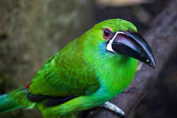 Toucanette