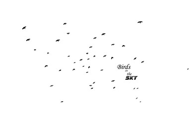 A flock of flying birds. Vector illustration