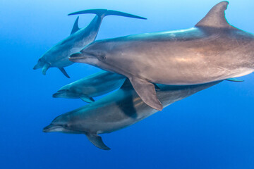 Obraz na płótnie Canvas Dolphins underwater