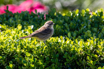 sparrow on the flowers