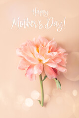 Amazingly beautiful pink Peony on light pink background. Card Concept, Happy Mothers Day text