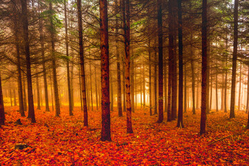 Beautiful colorful autumn forest, in cold foggy morning light
