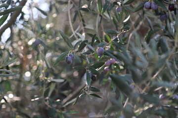 Olive tree with olives on its branches. healthy food
