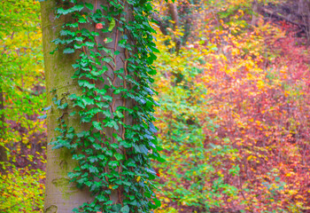 Ivy on a tree and beautiful colorful autumn forest in the background, in cold foggy morning