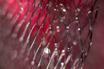 on a black mesh water drops on a blurred red background.