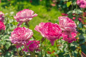 Fototapeta na wymiar Pink roses in the park garden