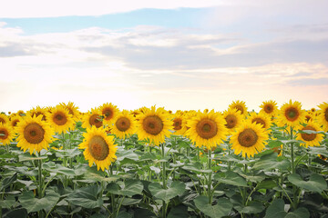 Fototapeta premium Sunflowers background in the evening gentle sun