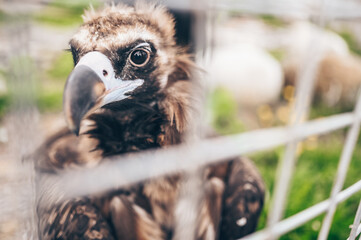 Close up cinereous vulture Aegypius monachus in captivity in the zoo through the bars. Large raptorial bird also known as the black vulture, monk vulture, or Eurasian black vulture.