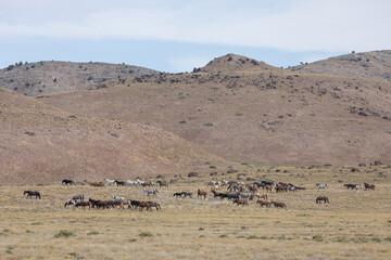 Herd of Wild Horses in the Utah Desert