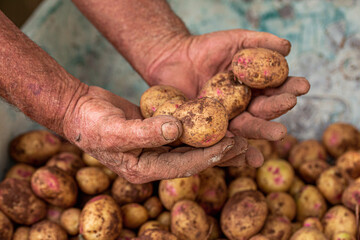 Selection of freshly harvested potatoes in the farm of Fontanales