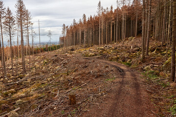 Waldsterben durch den Borkenkäfer im Nadelwald