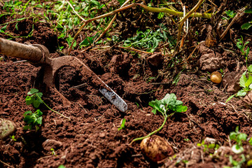 Selection of freshly harvested potatoes in the farm of Fontanales