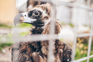 Close up cinereous vulture Aegypius monachus in captivity in the zoo through the bars. Large raptorial bird also known as the black vulture, monk vulture, or Eurasian black vulture.