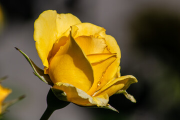 Yellow rose