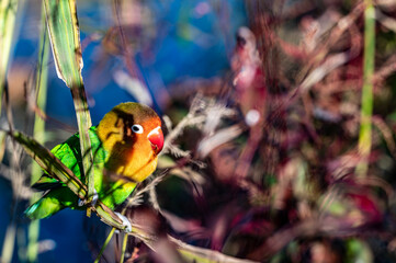 Parrot resting by the river