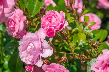 Pink roses in the park garden