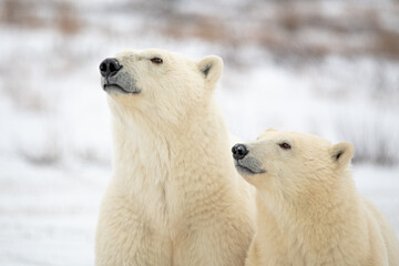 Two Canadian Polar Bears staring in to the distance, facing the same direction in Manitoba, northern Canada with snow landscape background. 