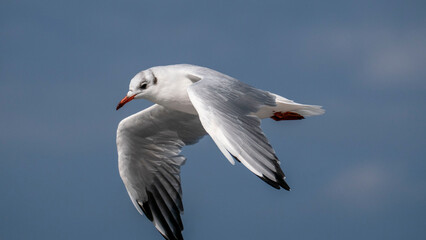 black-headed gull in flight - flying on the Baltic coast

