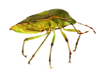 Grüne Stinkwanze