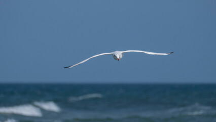 Fototapeta na wymiar black-headed gull in flight - flying on the Baltic coast 