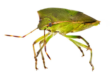 Grüne Stinkwanze
