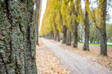 Poplar tree trunk on the background of trail in the park. Tree trunk in autumn forest and fallen leaves