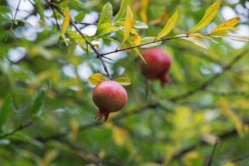 Red ripe pomegranate fruit grows on a pomegranate tree in the garden. Punica granatum fruit, close-up, copy space. Pomegranate makes a delicious juice.