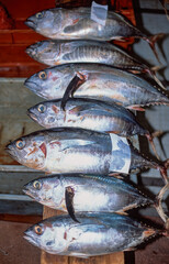 Freshly caught tuna in the fish market, Funchal