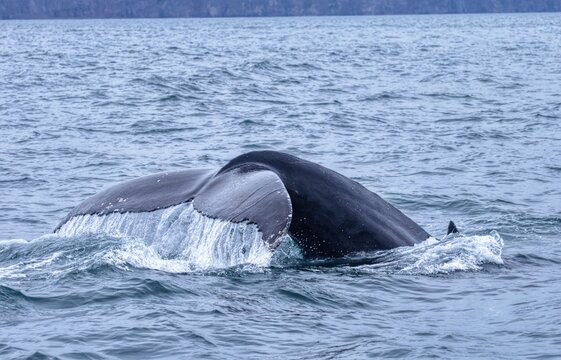 Whale Watching Trip In Husavik, Iceland