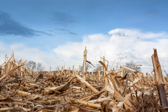 A field of corn stubble at ground level with storm clouds and blue sky in the background.
