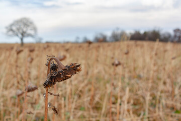 The head of a dry sunflower in the foreground with a field of several species of cover crops in the background in the autumn.