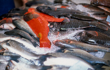 Freshly caught fish in the fish market, Funchal