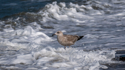 european herring gull - fledgling
