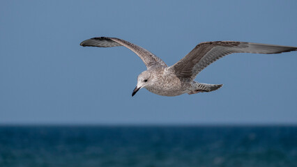european herring gull - fledgling in flight