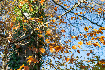Autumn sunny landscape with tree branches and bright yellow leaves against a blue sky background, selective focus.