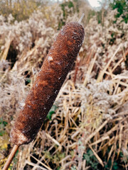 close up of a stump