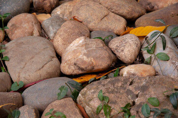 grass growing up through stones, pebble stone