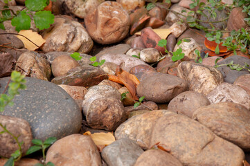 grass growing up through stones, pebble stone background