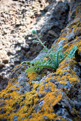 green moss on the rocks. flower of echinops