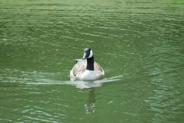 goose swimming