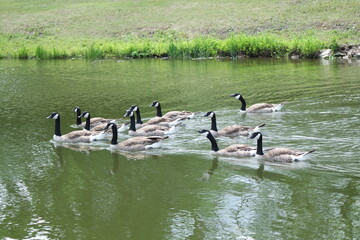 geese swimming