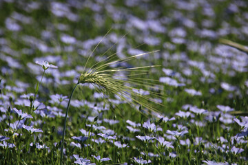 épi de blé vert dans un champ de lin bleu