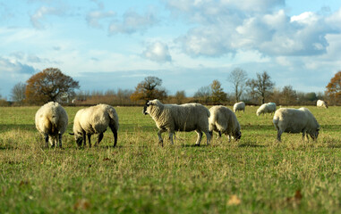 Naklejka na ściany i meble Line of sheep grazing in a field