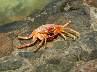 An orange crab basking on a rock